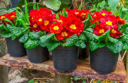 primrose plants in flower pots, colorful tropical plant specie from America