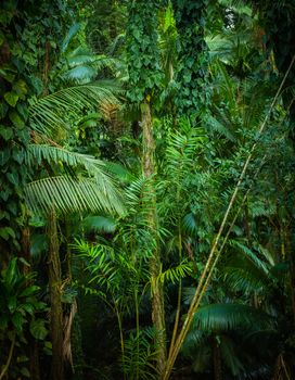 Background Texture Of Thick Jungle Or Rainforest In The Tropics