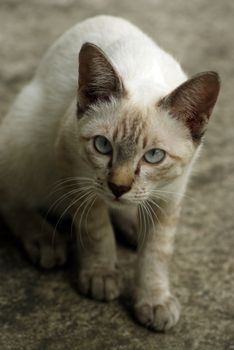 The white cat looking straight to camera, the expression of doubt