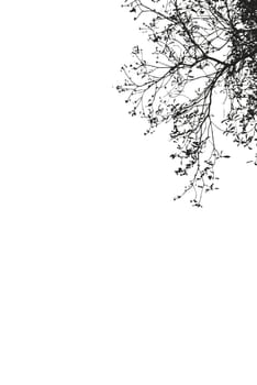 Black Branches of trees on white background