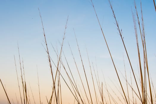 Silhouette dried stalk of grass flower and the sunset sky