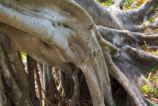 Expand Roots of Banyan tree