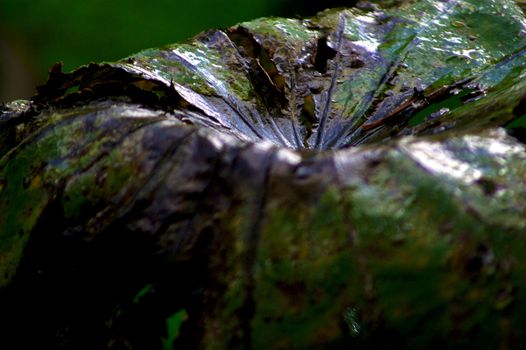 The wilt leaf of lotus plant in the shadow