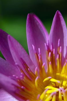 Purple petal and Yellow pollen of Water Lily