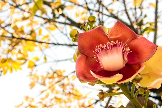 Cannonball flower on gold color leaves background