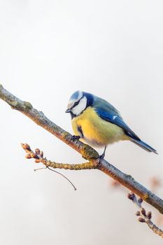 common bird Eurasian blue tit (Cyanistes caeruleus) in the nature perched on tree branch. Czech Republic wildlife