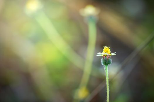 Flower of grass in green natural background at tropical forest. Vintage natural background. Closeup and copy space.