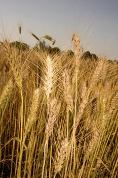 Golden wheat field, Golden wheat close up, Background of ripening golden wheat field