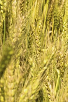 Green wheat field, Green wheat close up, Background of ripening green wheat field