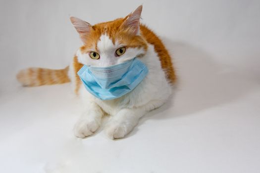 Cat in a medical, antiviral mask  against a white background