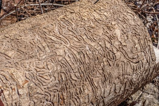 Close-up of a fragment of a hardwood, eaten by insects like hieroglyphs