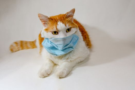 Cat in a medical, antiviral mask  against a white background