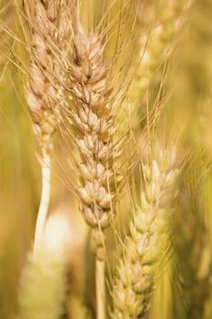 Golden wheat field, Golden wheat close up, Background of ripening golden wheat field