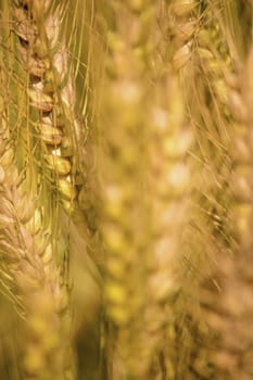 Golden wheat field, Golden wheat close up, Background of ripening golden wheat field