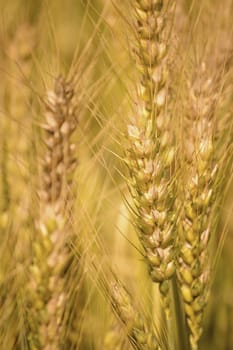 Golden wheat field, Golden wheat close up, Background of ripening golden wheat field