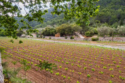 Field of rows of vines in the countryside of the island of Palma de Mallorca in Spain