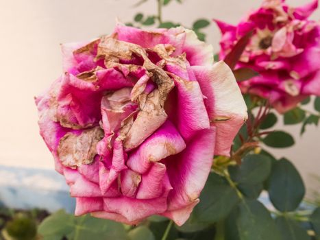 Closeup of two withering roses in the garden. Outdoors with discolored petals.