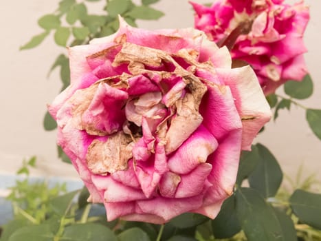 Closeup of two withering roses in the garden. Outdoors.