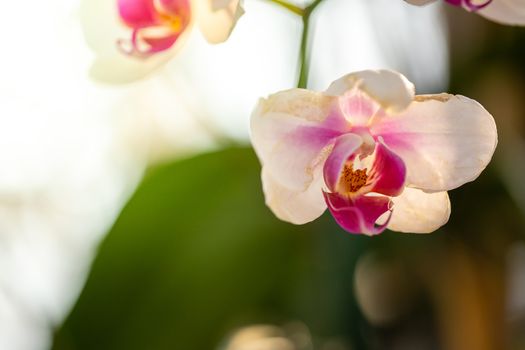 Beautiful blooming orchids in forest, On the bright sunshine