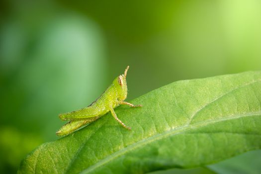 Grasshopper on green leaf in organic farm. Closeup and copy space. Integrity of natural environment.