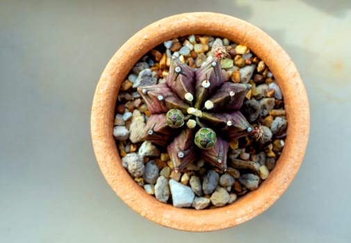 A small bud of Gymnocalycium Cactus flower