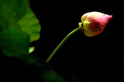 Freshness pink color lotus flower in black background