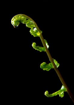 Freshness Green leaf of Fern on black background