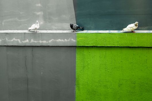 Three Pigeons resting on the concrete moulding beside the building