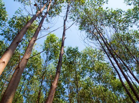 A Low Vantage Point to the sunlight sifting through the  leaves of eucalyptus trees , Looking up to the sky