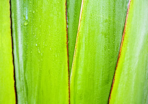 Fresh green color and texture on body of traveler's palm, Ravenala banana