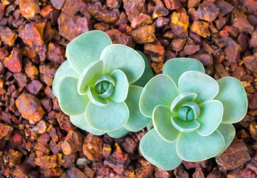 Succulent plant corsican stonecrop, freshness leaves of Orostachys furusei Ohwi grow in the volcanic gravel