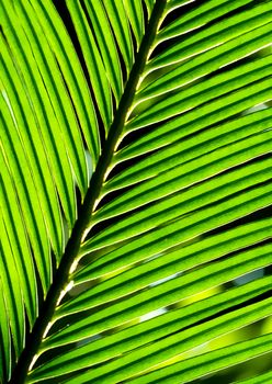 The fronds, pinnately compound leaves of Cycas revoluta Thunb plant