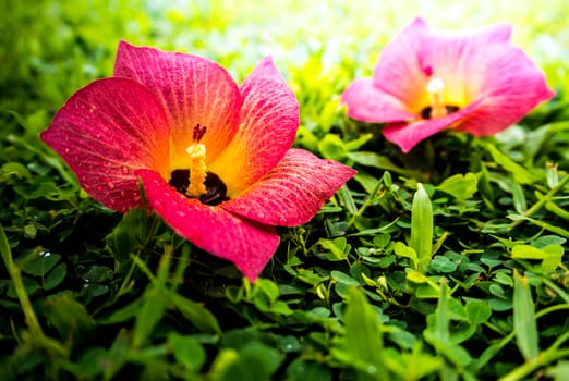 Red flowers fell on the green grass