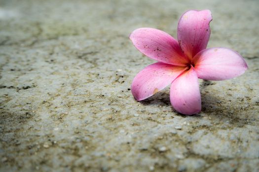 Pink Frangipani flowers fall onto concrete floor