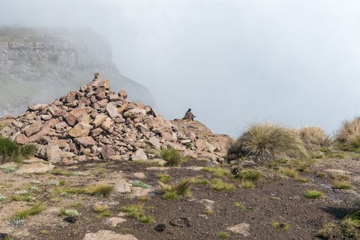 A Basotho herdsman at the top of the chain ladders on the Sentinel hiking trail to Tugela Falls. A cairn is visible