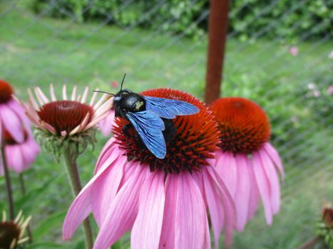 photo of the Carpenter Bee sits on an Echinacea flower in the summer garden