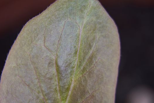 Close-up of a green plant leaf. Macro photography of nature
