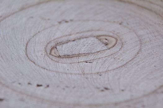 Old rings on a wooden stump. Macro. Colors of nature