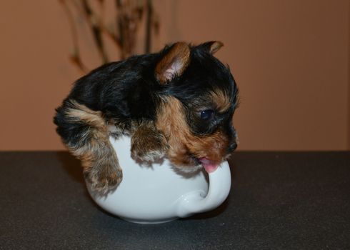 Small dog playing at the dining table in a bowl, The little dog