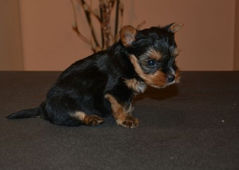 Small dog playing at the dining table.The little dog