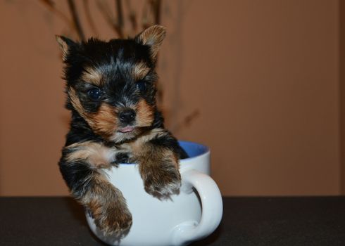 Small dog playing at the dining table in a bowl.The little dog