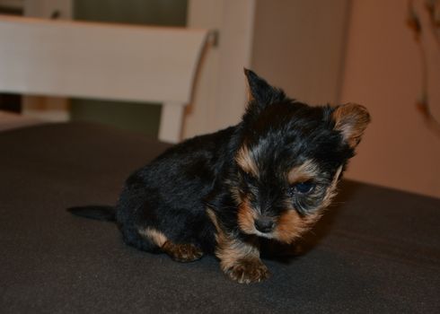 Small dog playing at the dining table