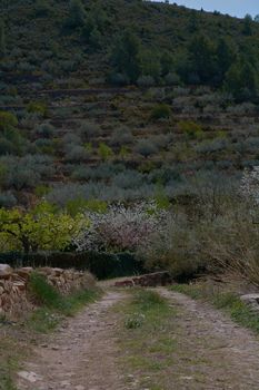 Spring in the road cultivated fruit fields. Spring colors