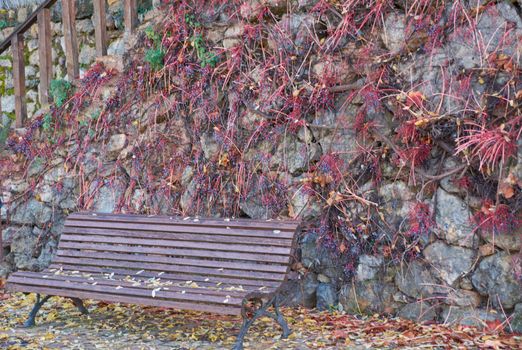 Bench with autumn leaves and wall with ivy