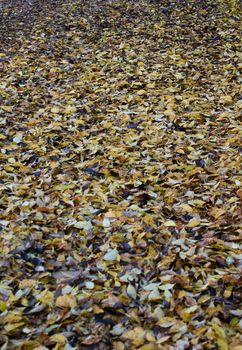 Ground full of brown and ocher autumn leaves