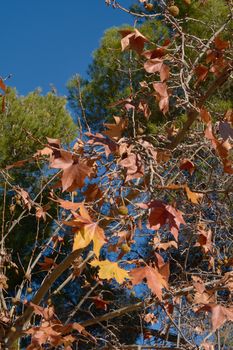 Tree with autumn leaves and fruits The leaves fall