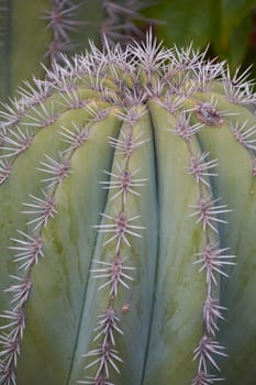 Cactus, leaves with danger of harming Be careful not to pinch yourself