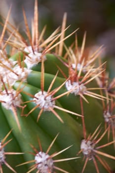 Cactus, leaves with danger of harming. Be careful not to pinch yourself