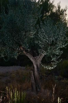 olive tree in the dark of the mount