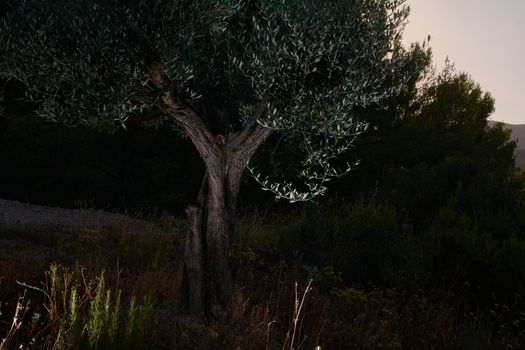 olive tree in the dark of the mount The darkness of the mount